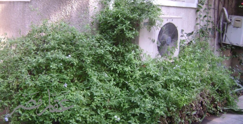 Furnished Villa for rent 000 M2 in Cairo Maadi